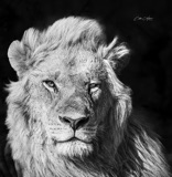 Vumbura Male Lion BW